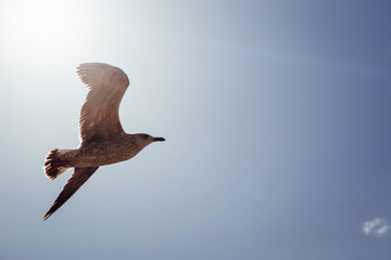 Perfect gull flies in the rays of sparkling sun