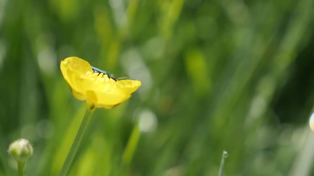 Tiny Oedemera virescens lurida insect hidden on the Ranunculus flower bud natural 4K 2160p 30fps UltraHD video - Flower beetle antennas nervously moving 4K 3840X2160 UHD footage 