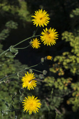 Yellow wild flowers on dark background.