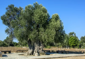 Washable wall murals Olive tree olive tree