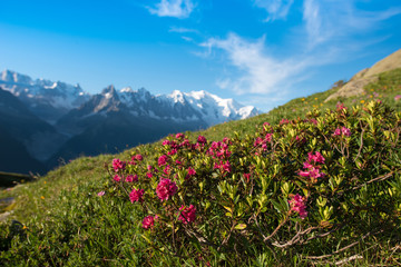 Rhododendron flowers against the backdrop of Mont Blanc in the F