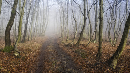 Weg durch den jungen Wald im Nebel
