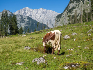 Fototapeta na wymiar Alpen Kuh