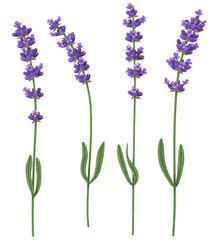 Cut fragrant lavender flowers