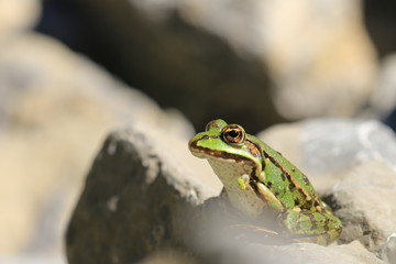 Frosch beim Sonnenbad