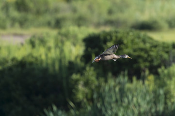 Female mallard glides over marsh