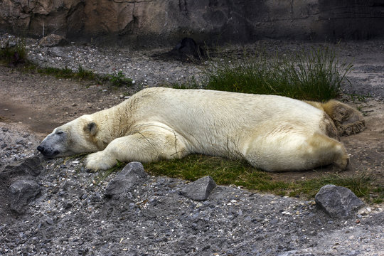 Siesta