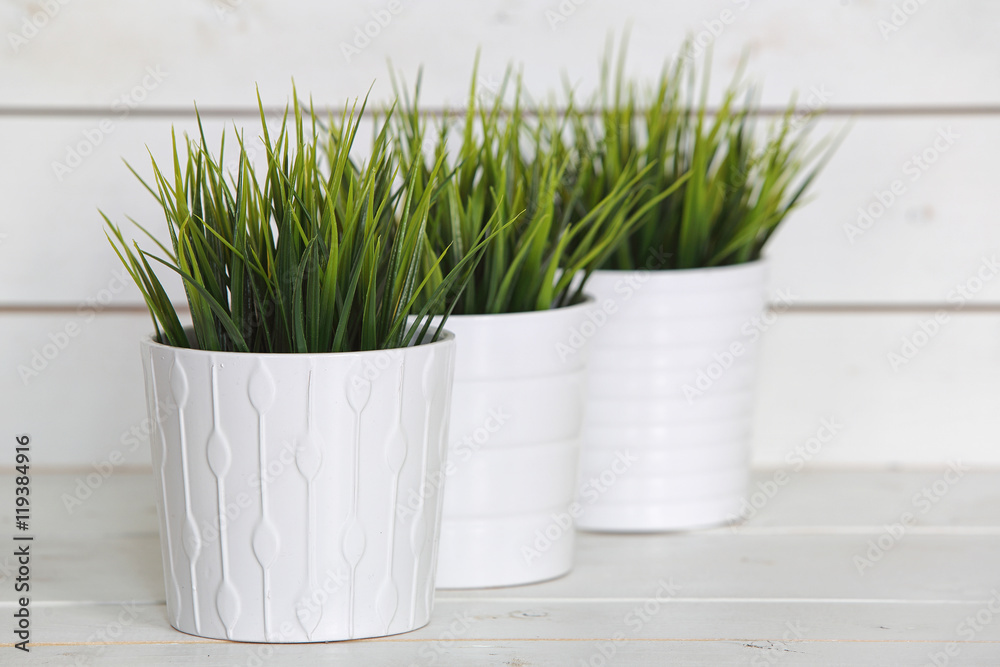 Wall mural Pot plants in white pots and concrete on a background of white b