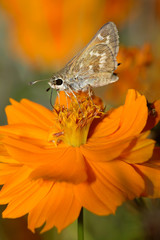 Fototapeta premium Peck's Skipper