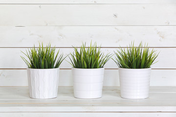 Pot plants in white pots and concrete on a background of white b