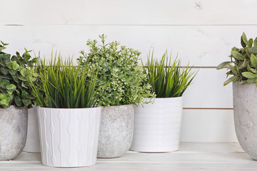 Pot plants in white pots and concrete on a background of white b