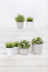 Pot plants in white pots and concrete on a background of white b
