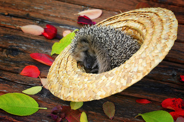 hedgehog in a straw hat on the old wooden background in grunge style with autumn leaves rural retro style