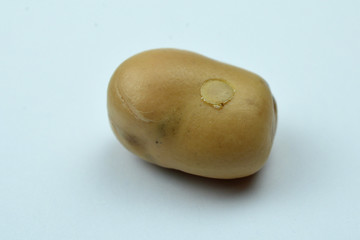 Opercule de bruche sortant d'une graine de féverole