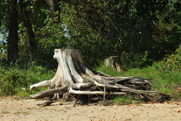 Obraz premium Старый сухой пень на песчаном побережье