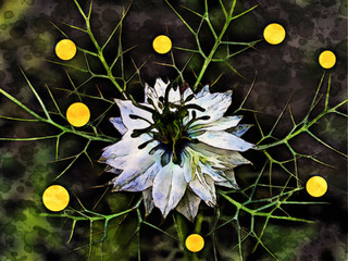 Flower on dark background