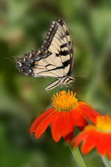 Obraz premium Eastern Tiger Swallowtail