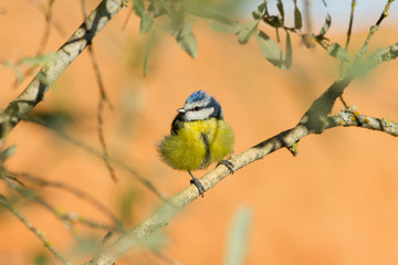 Herrerillo comun, Cyanistes caeruleus, posado en una rama de arbol