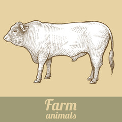 Cattle bull. Series vector illustration of farm animals. Style vintage engraving.