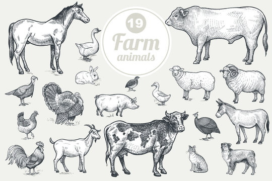 Farm animals. Goat, cow, horse, sheep, pig, bull, sheep, donkey, dog, cat, bird goose, quail, duck, couple turkeys, rooster, hen, guinea hen. Isolated on white background. Vintage vector set .