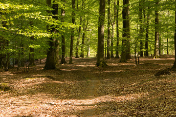 Wood with leaves