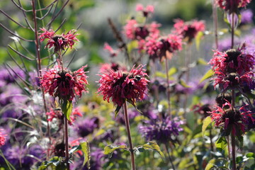 verschiedene blühende Indianernesseln,monarda