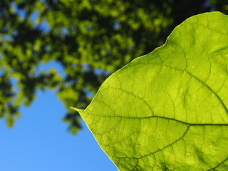 Saubere Luft: Grünes Blatt eines Baumes im Park