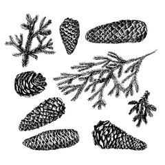 Collection of drawn fir cones