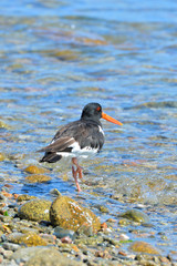 Eurasian Oystercatcher, sea bird