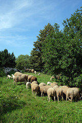 Obraz premium Schafsherde