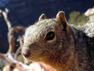 Squirrel snacking in natural habitat