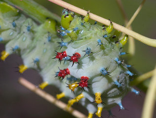 Caterpillar, Cecropia Moth