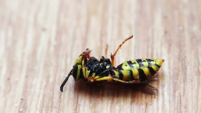 Dying Wasp on the Floor