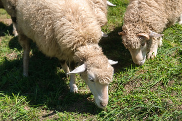 Naklejka na ściany i meble sheeps in farm