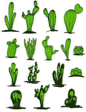Collection Hand drawn green cacti, Vector illustration. Different types of cactus plants realistic decorative icons set isolated. Colorful
