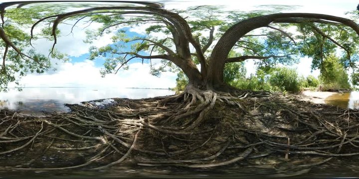 Panorama of an old tree with exposed roots along a lake shore, captured in vibrant natural colors for immersive virtual reality landscape design and travel backgrounds