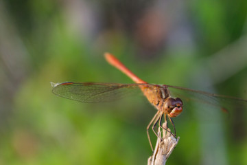 macro picture of a dragonfly sitting on a branch