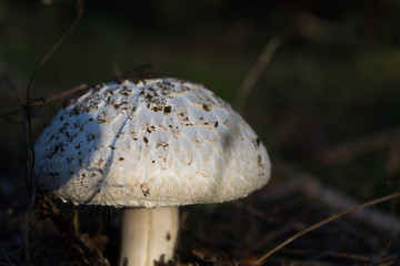 white mushroom in a forest glade