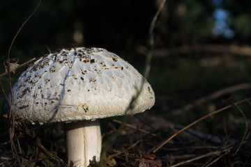 white mushroom in a forest glade sunset