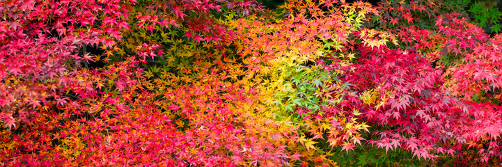 Obraz na płótnie Canvas Japanischer Zierahorn als Panorama im Herbst