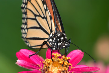 Naklejka premium Monarch Butterfly
