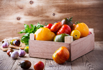 Composition of colorful tomatoes in summer harvest time