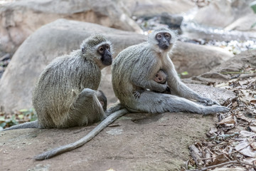 Vervet Monkey (Chlorocebus pygerythrus, Blouaap in Afrikaans), adults with babies. South Africa