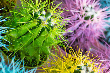 close up of colorful cactuses