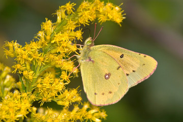 Pink Edged Sulphur