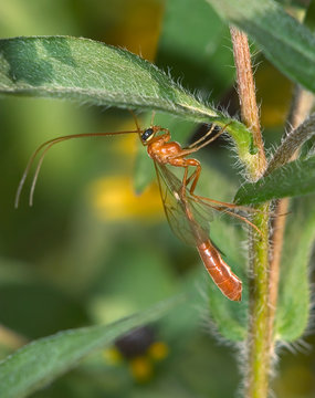 Short-tailed&Ecirc;Ichneumon