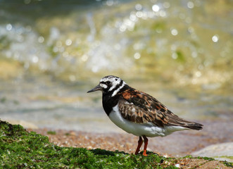 tournepierre à collier