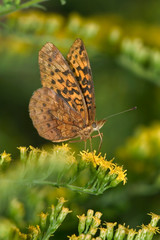 Fototapeta premium Meadow Fritillary
