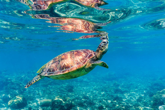 Green sea turtle (Chelonia mydas) coming up to the surface for air, Apo Island Marine Reserve, Negros Oriental Province, Republic of the Philippines.