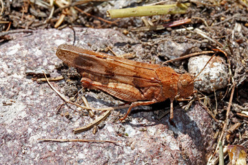 Cavalletta bruna dalle ali azzurre (Oedipoda caerulescens)